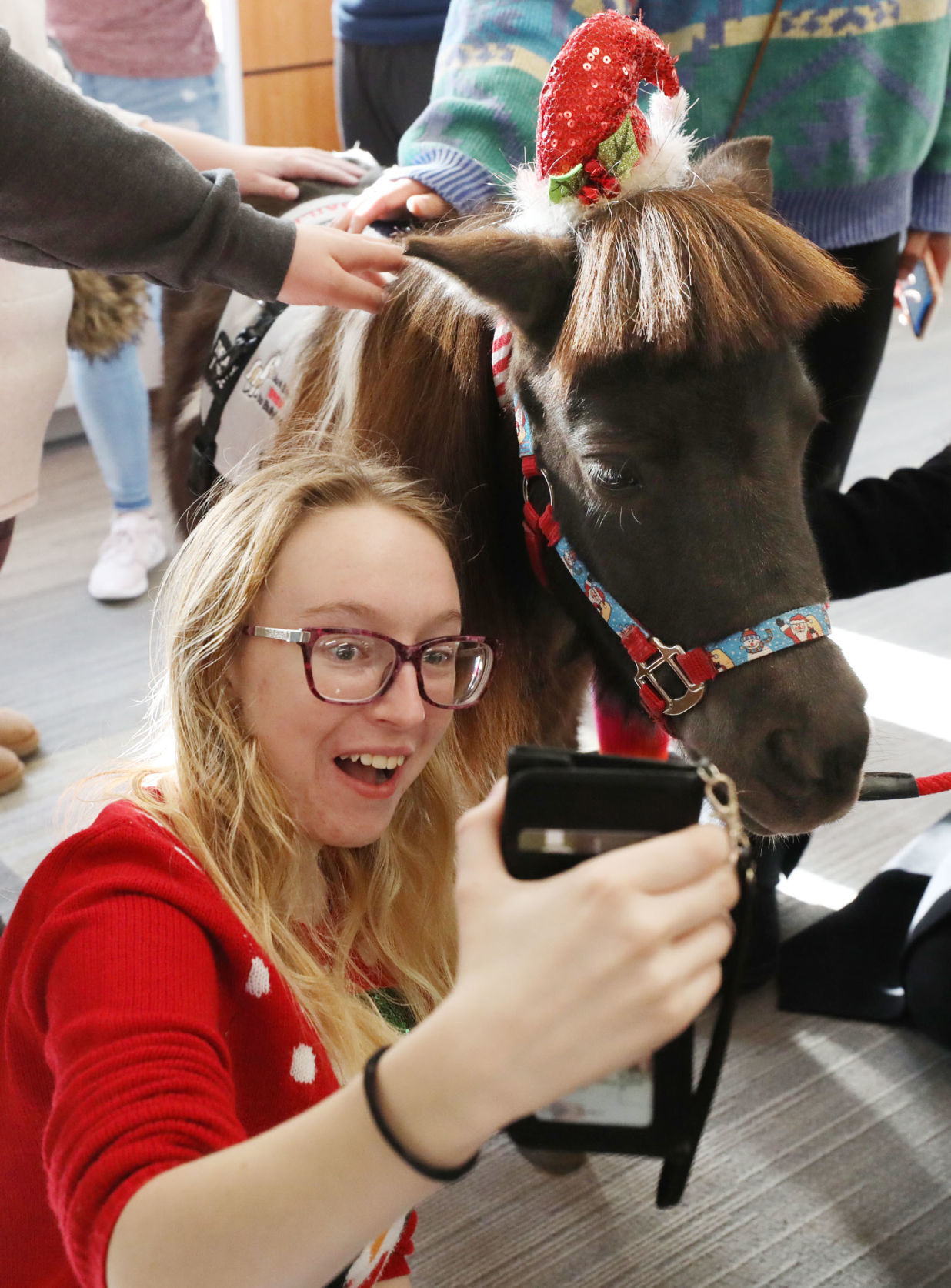 mini therapy horses 1 12.12.18.jpg